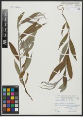 Foto von Salix alba L.